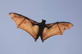 Bat found in Meadowthorpe tests positive for rabies
